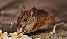 24 Hour & Emergency Exterminators in Cheyenne, WY